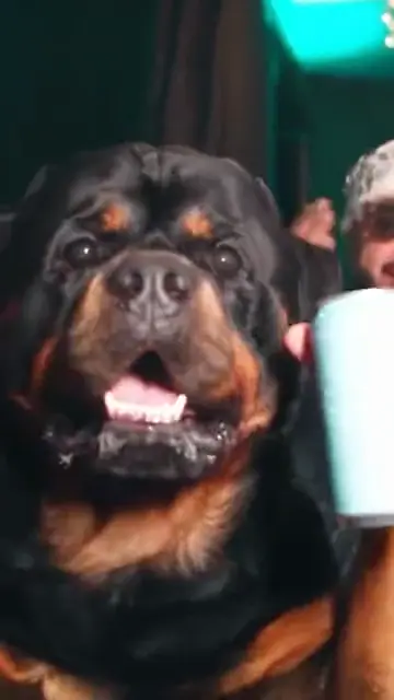A Rottweiler looks for her