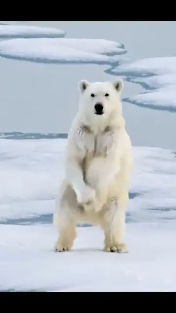 Earth zoom to a dancing polar bear