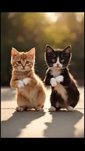 From orbit down to two dancing kittens
