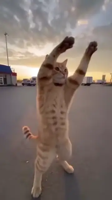 Cats join the gas station trend