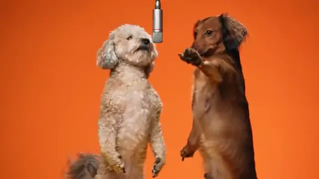 My dogs tried the Migos trend