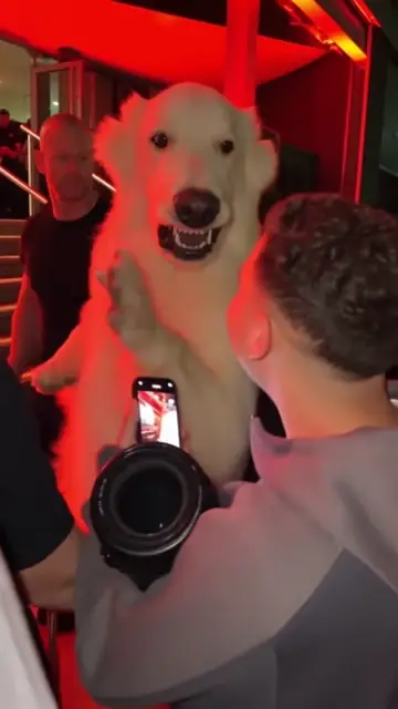 A polar bear takes the freestyle